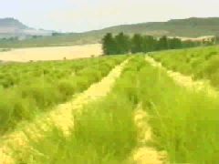 Rooibos plantation