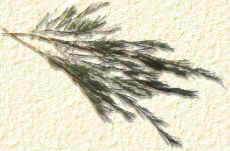 Picture of Aspalathus Linearis plant