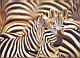 Zebras in Close-up